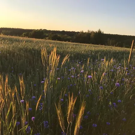 Siedlisko Barycz Kolonia, Dom Caloroczny Na Wylacznosc - 50 M2 6 Osobowy Z 2 Pokojami, Teren 2 Hektary Wsrod Lasow I Lak Lägenhet *