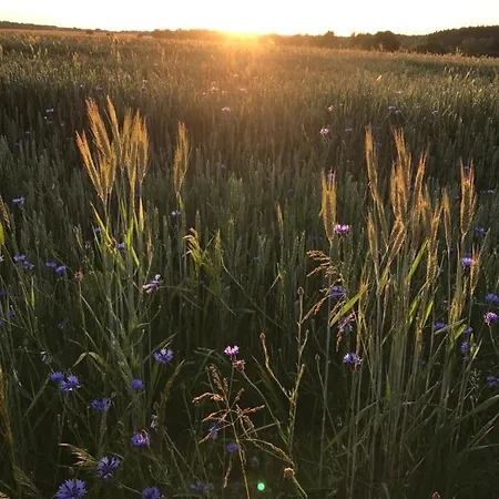 Lägenhet Siedlisko Barycz Kolonia, Dom Caloroczny Na Wylacznosc - 50 M2 6 Osobowy Z 2 Pokojami, Teren 2 Hektary Wsrod Lasow I Lak Zwolen (Zwolen)