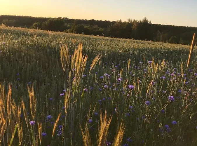 Siedlisko Barycz Kolonia, Dom Caloroczny Na Wylacznosc - 50 M2 6 Osobowy Z 2 Pokojami, Teren 2 Hektary Wsrod Lasow I Lak דירה *