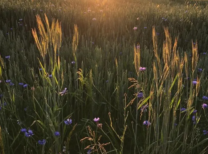 דירה Siedlisko Barycz Kolonia, Dom Caloroczny Na Wylacznosc - 50 M2 6 Osobowy Z 2 Pokojami, Teren 2 Hektary Wsrod Lasow I Lak Zwolen (Zwolen)